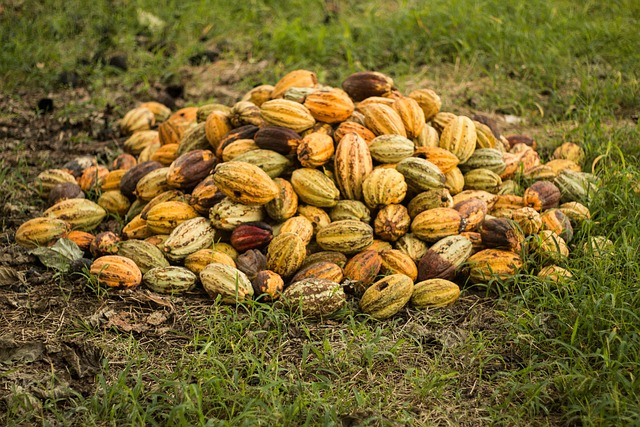 De ware smaak van biologische chocolade ontdekken
